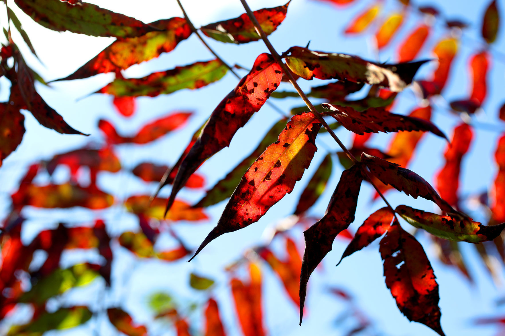 SUMAC SIGNALS SUMMER'S END